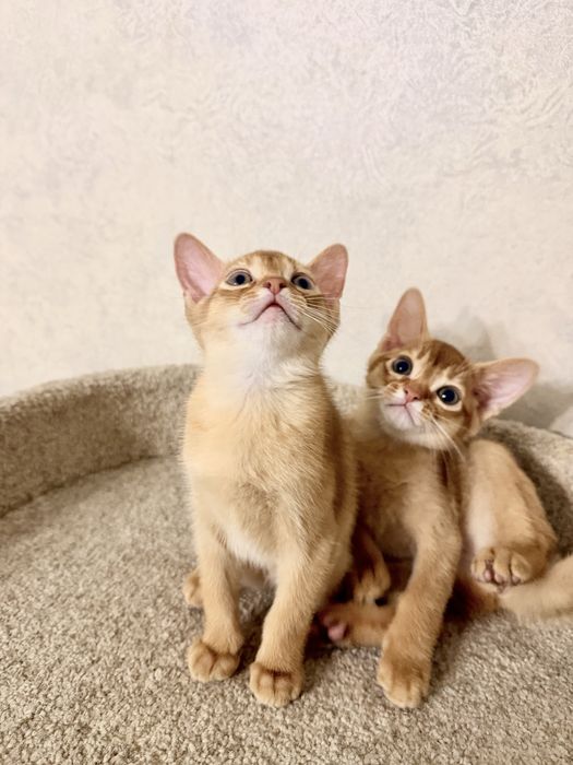 Абиссинские котята