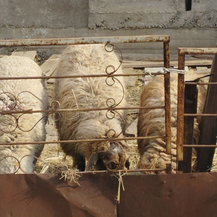 бараны  овцы  кой баран