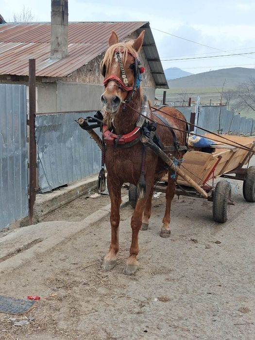 Vând cal castrat