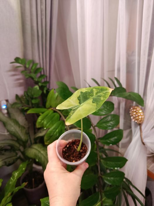 Продам комнатные цветы