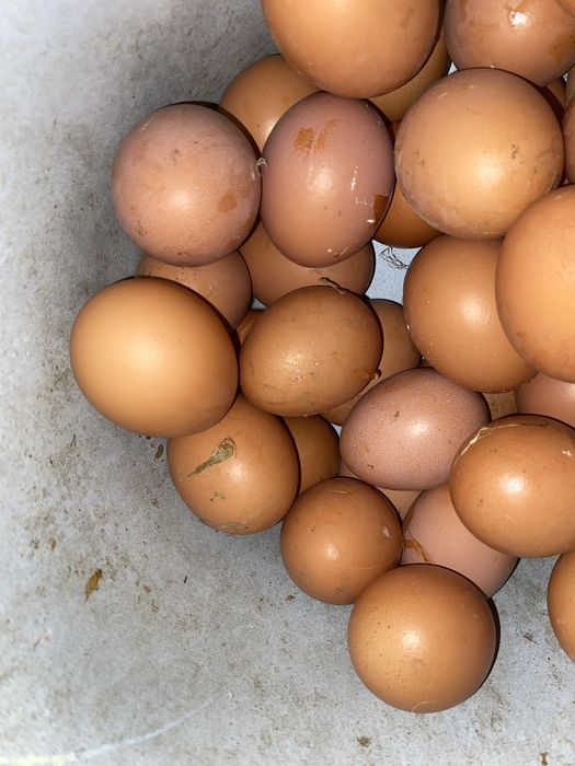 Инкубатор жұмыртқа