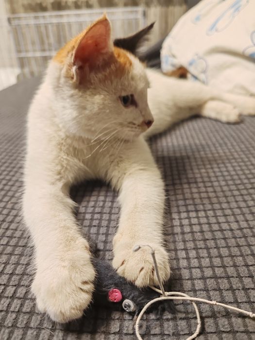 Найден котёнок, девочка