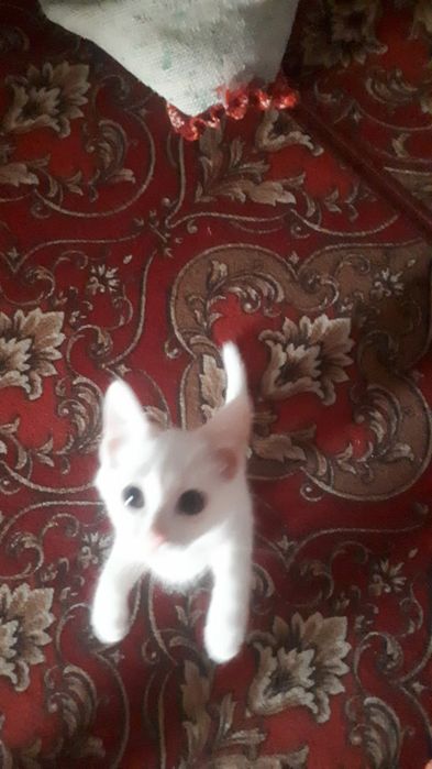 Отдам бесплатно котят