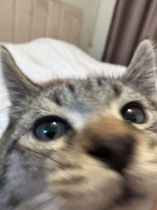 Котик, домашний, 2 месяца