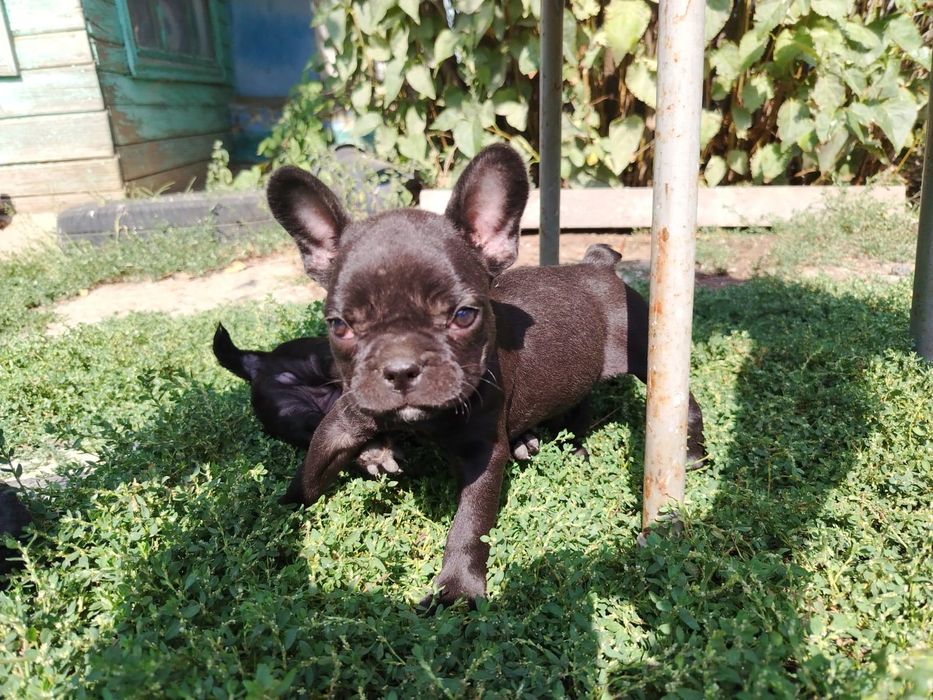 Щенки французского бульдога