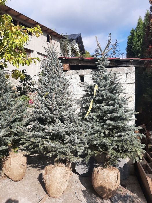 Vând Mesteacan, Tei Artar Frasin Stejar Paltin