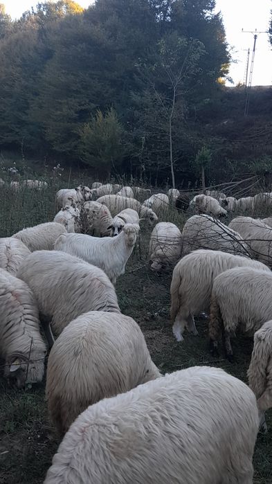 Țap de anul acesta