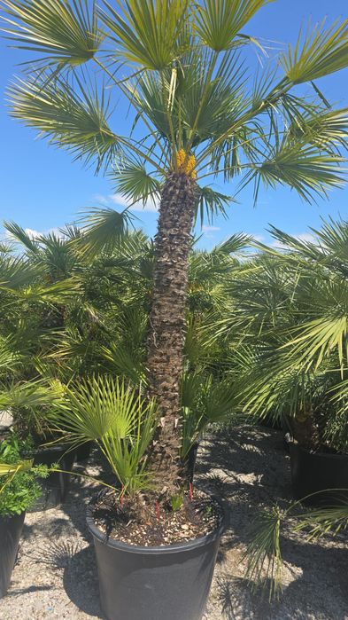 Palmier trachicarpus, Fortunei, arțar rosu,liquidambar