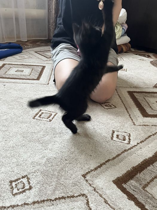 Котенок(девочка)
