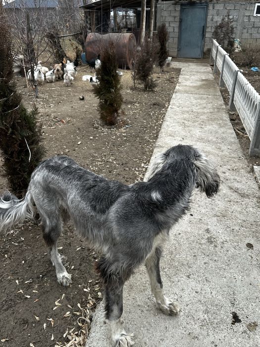 Құмай тазы 6 айлық