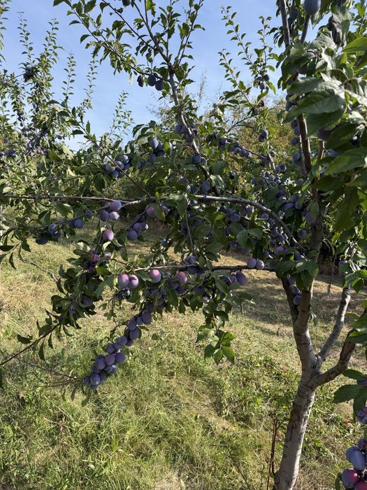 vand prune ana spath