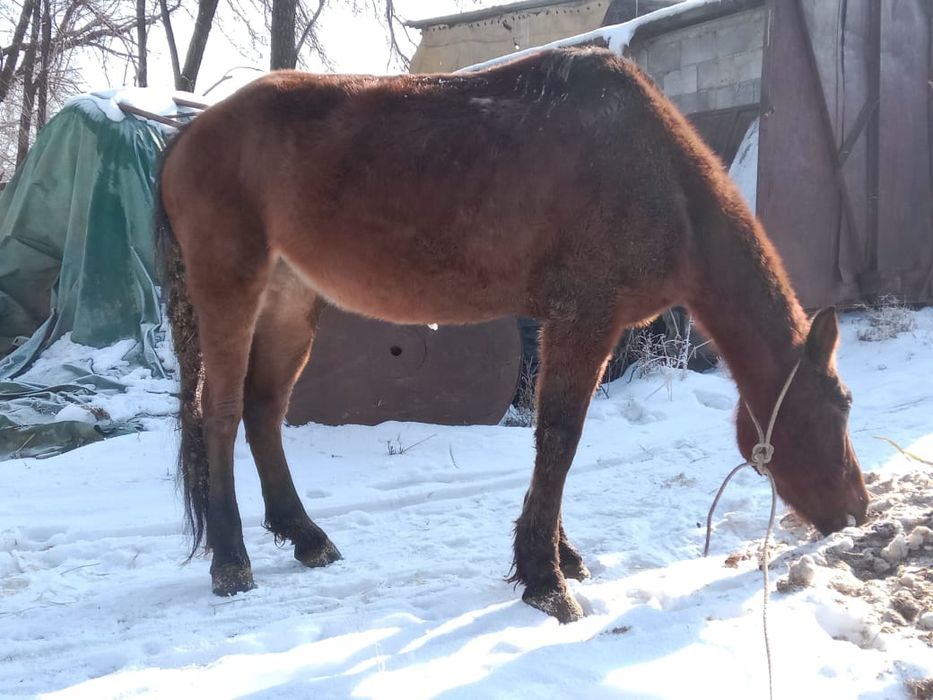 Продам кобылу жеребую полукровка