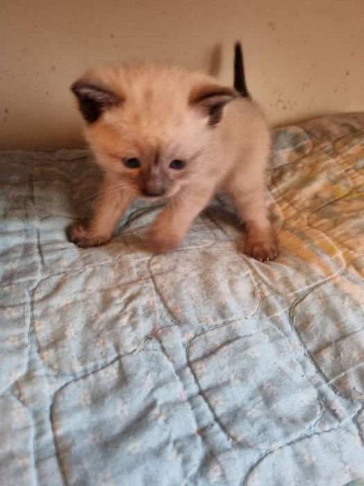 Продаются котята сиямка. Возраст 2 месяца.