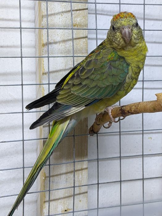 Певчий попугайчик