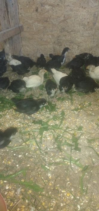 Vând puii Austrolorp De 4 săptămîni