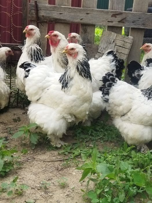 Продам куры домашние