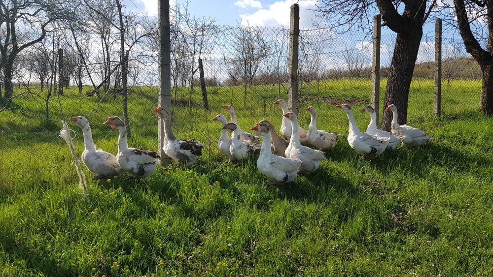 Vindem Gaste si Gascani