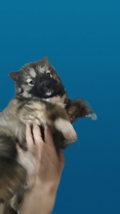 Отдам щенка в добрые руки