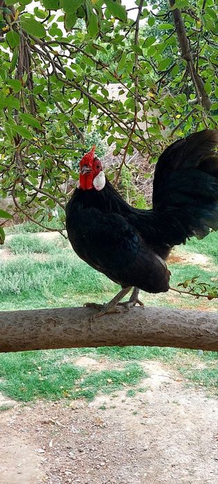 Bantam tovuq va xoʻrozlar