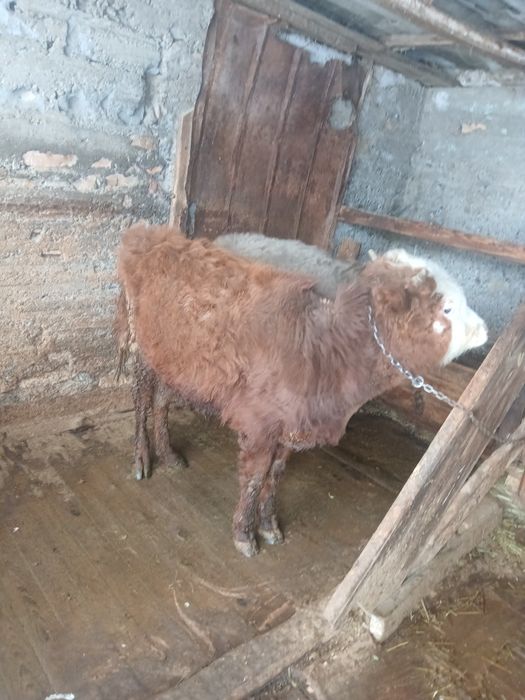 Продам 3 бычка на откорме