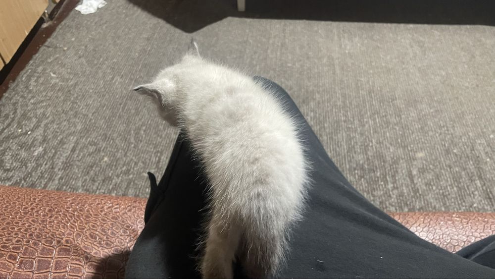 Отдам котят в хорошие руки две девочки