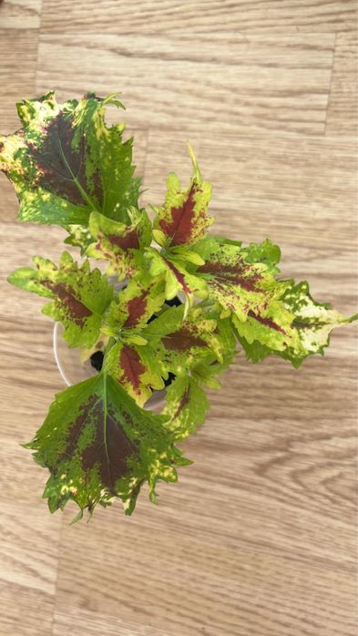 Комнатные растения