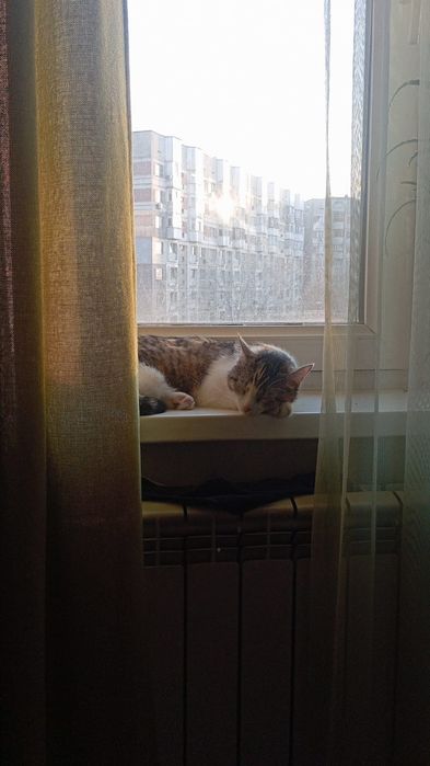 Отдадим кошечку трехцветную