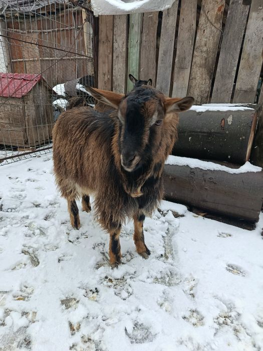 Vând țap și iedița