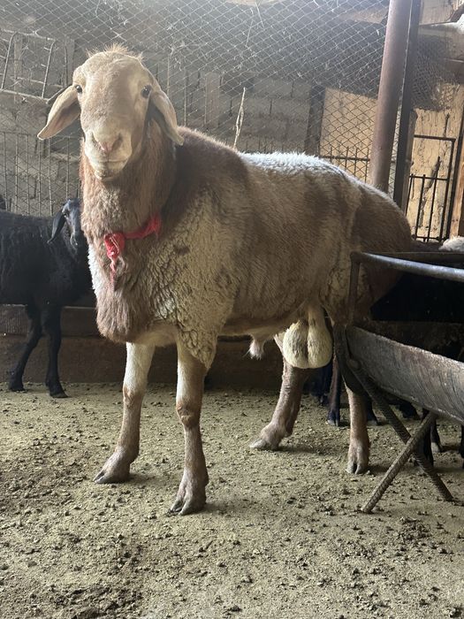 Қошқар Арашан Қисар