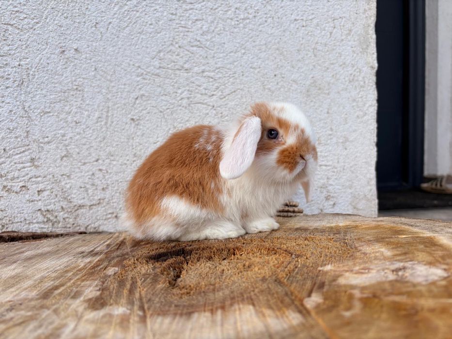Iepuri pitici de companie berbec pitic/mini lop/holland lop