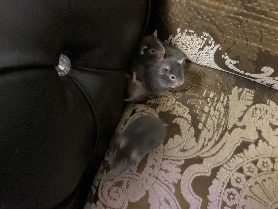 Сирийские хомячки, 1 месяц, ручные