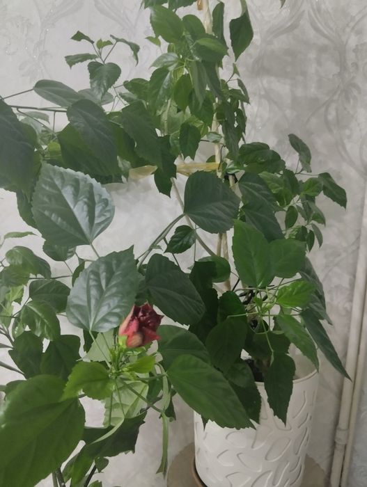 Продам гибискус.