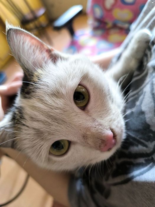 Кот Тайлер ищет семью