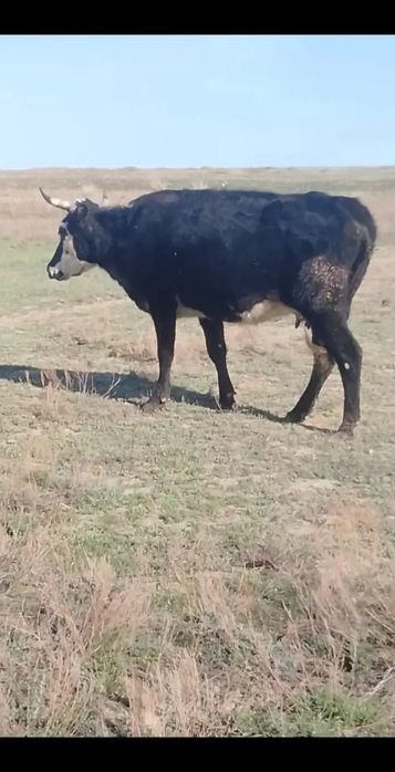 Бұзаулы сиырлар сатылады