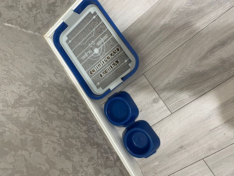 Кошка отдадим в хорошие руки