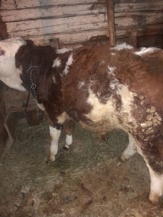 Vițel și  junincă de vânzare