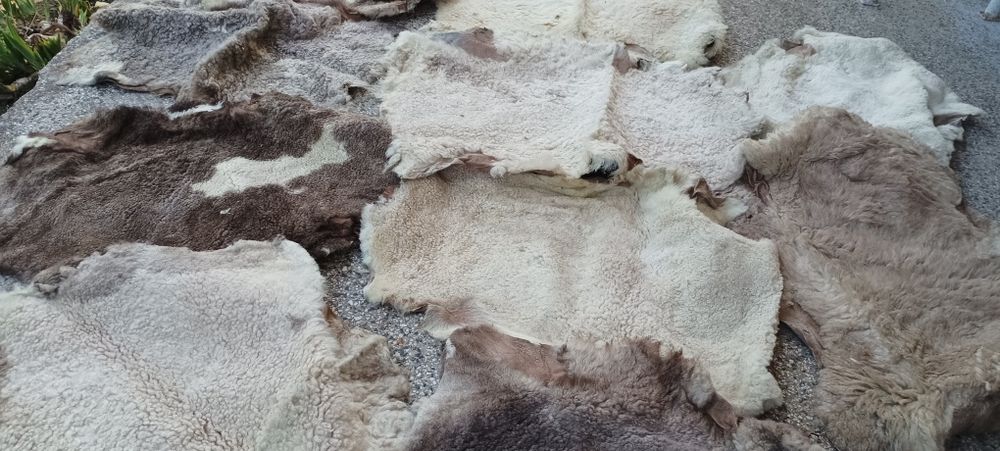 Щавени и боядисани агнешки кожи