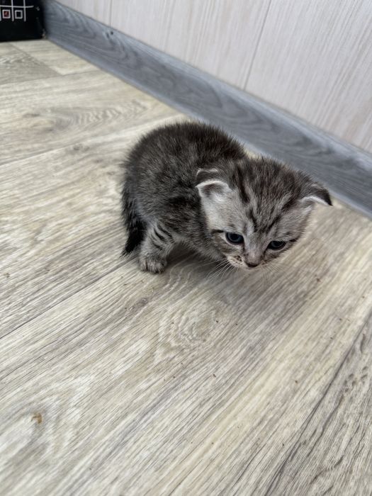 Отдам шотландских котят