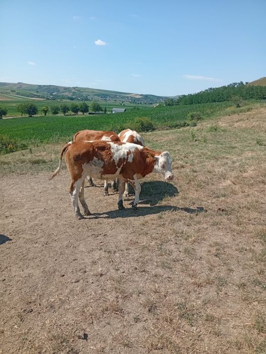 Vând 2 vițele- 5500 bucata