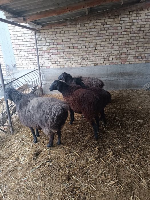 Баран Барра чотилади