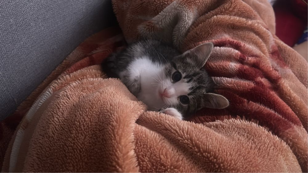 Котёнок срочно ищет дом и хозяина