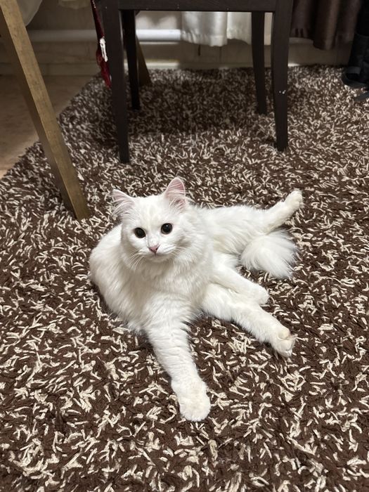 Кошка для вязки нужен кот