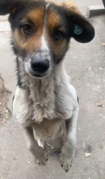 Отдам собаку, мальчик, молодой кастрирован, отличный охранник привезем