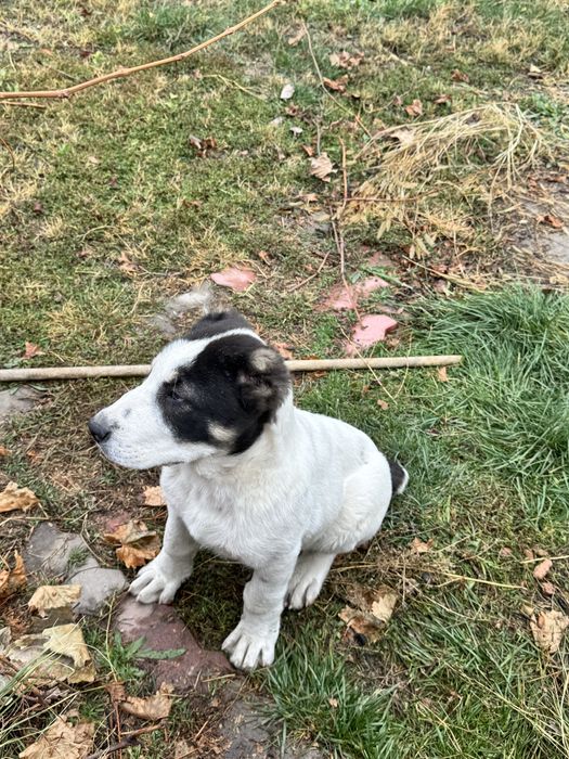 убежала собака алабай девочка