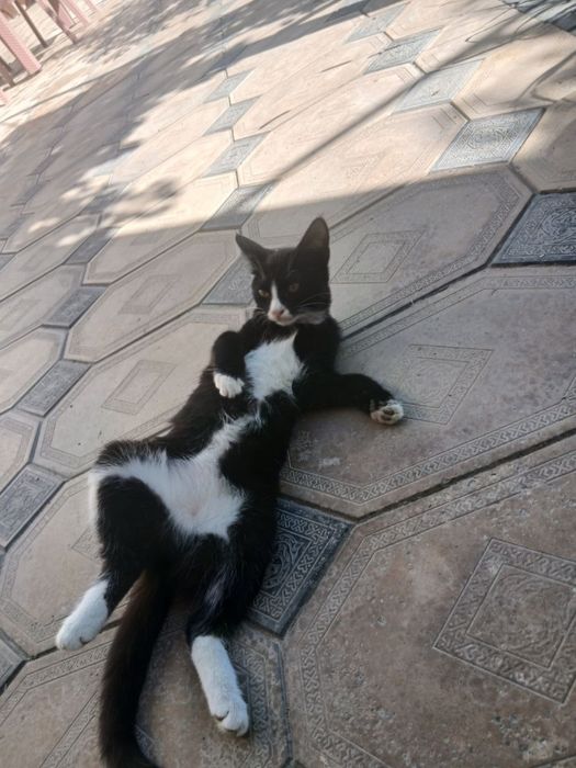 Тройняшки котята мушук mushuk