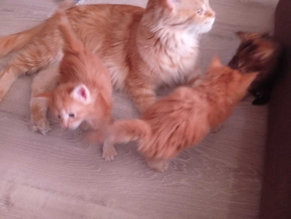 Бронь котят Мейн-кунов.