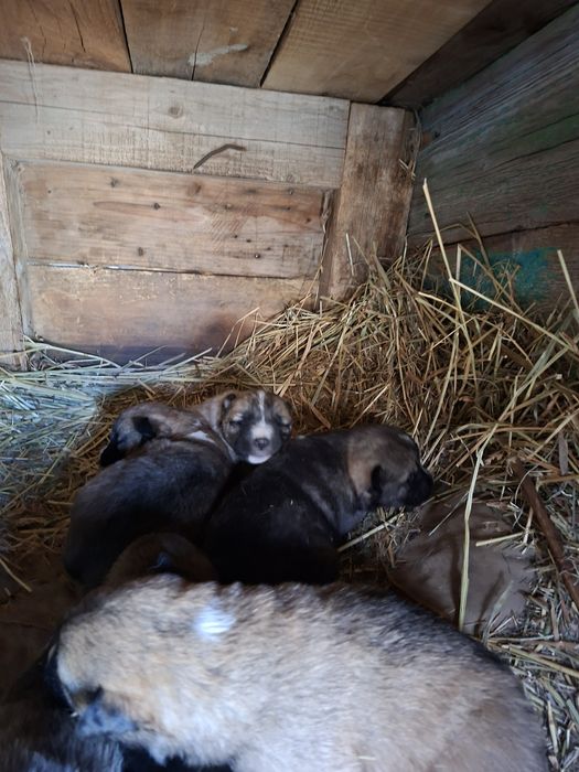 Щенки породы Лайка