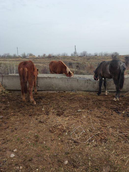 Toylar sotiladi 15 milliondan