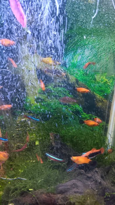 Pesti platty isi cauta alt acvariu