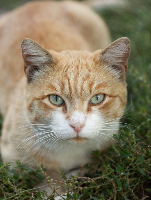 Autofocus Helios 44-2. АФ Гелиос 44-2.
